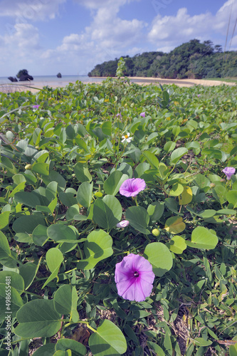 グンバイヒルガオ（沖縄県・石垣市）
 photo