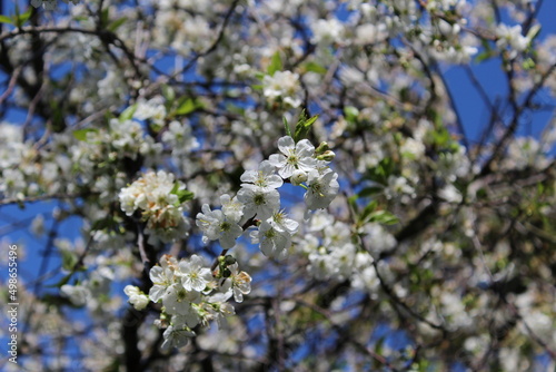 Branch with blossoming cherry flowers in spring