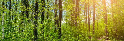 panorama of pine and oak tree forest © VSenturk