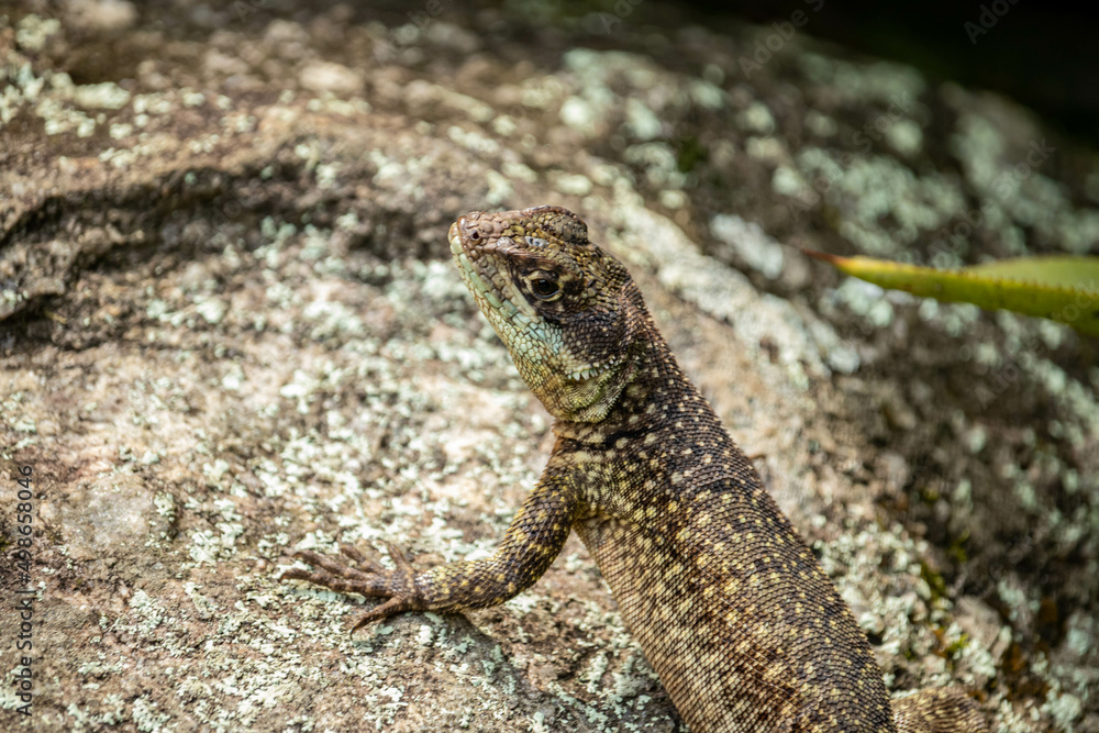 O lagarto O lagarto