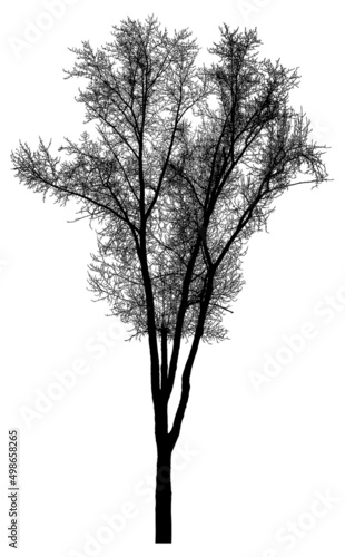 Silhouette of a tree on a white background. Realistic black and white illustration of a poplar tree.