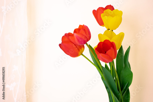 Fototapeta Naklejka Na Ścianę i Meble -  Closeup of freshly cut Closeup of freshly cut yellow and red tulips yellow and red tulips 
