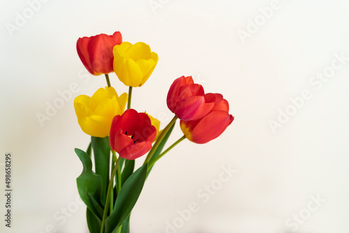 Closeup of freshly cut yellow and red tulips 