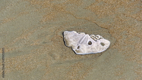 Piece of a sand dollar on the beach in Canoa, Ecuador