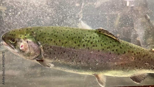 Fish trout in a water