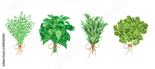 Bouquet fresh thyme, basil, rosemary, coriander. Watercolor illustration for cooking design Isolated. Art for design