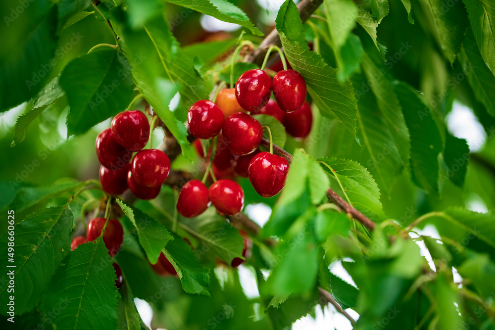 Red cherries on tree branches