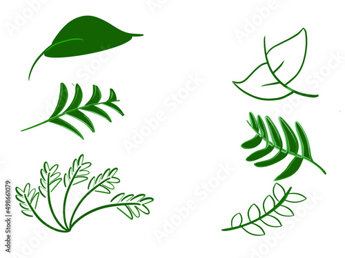 Set collection leaf palm botany herb tree flora element green color decoration ornament symbol environment natural ecology organic garden healthy  business product soring summer season