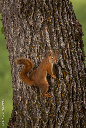 Red Squirrel Climbing © Dennis Laughlin