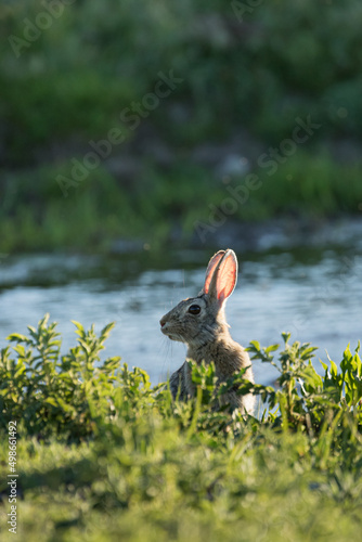 Bunny by the Creek photo