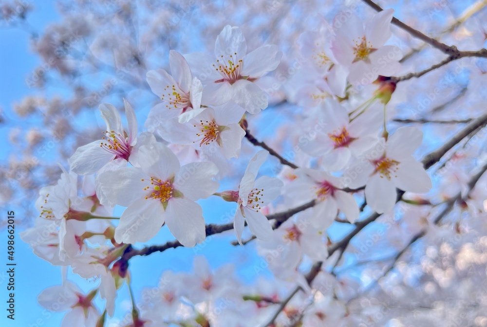 桜