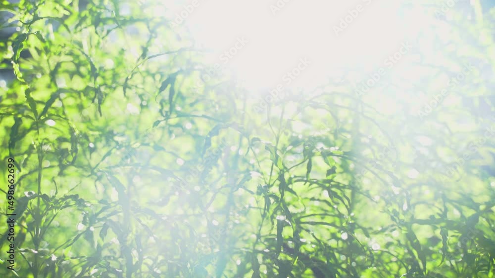 Lush leaves of trees waving in the wind. Beautiful. The sun shines through. Abstract. Lush leaves of trees waving in the wind. Beautiful. The sun shines through. Abstract.