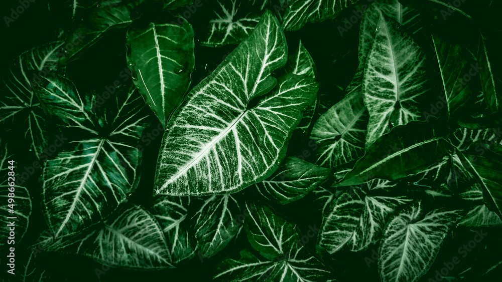 leaves background leaves background
