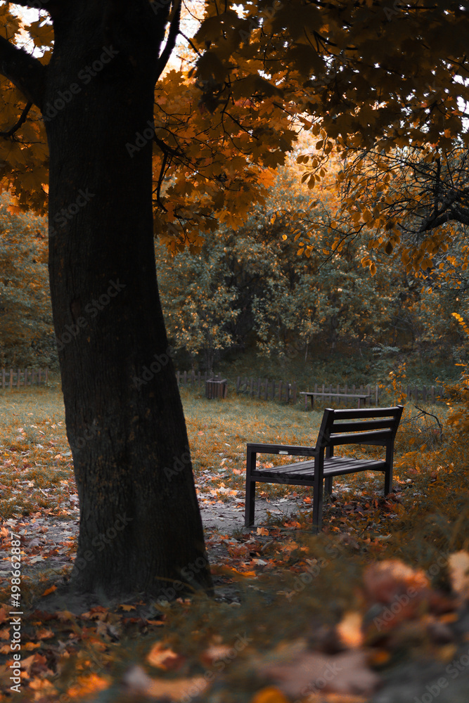 Bench under the big maple tree in park in fall season with no people Bench under the big maple tree in park in fall season with no people