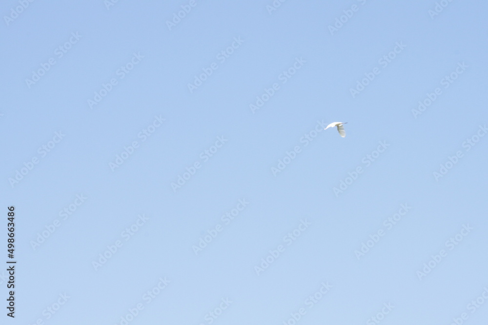 White bird in flight