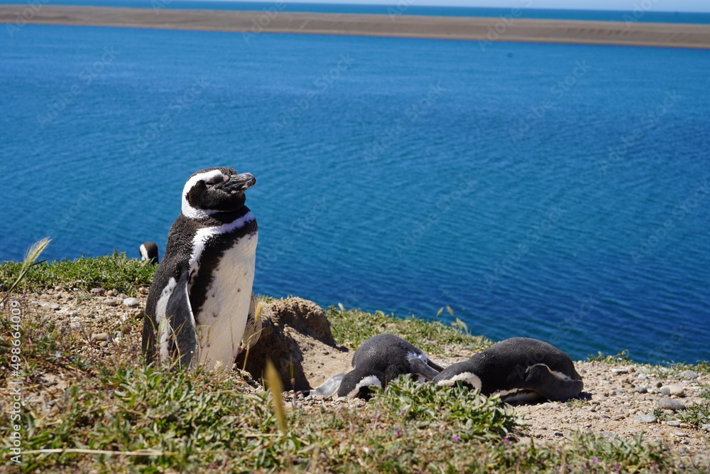 Obraz premium Pingüino parado y otros pingüinos acostados durante el dia con el mar de fondo