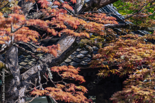 紅葉したモミジと瓦屋根　秋イメージ © Kazuhito Hiramatsu