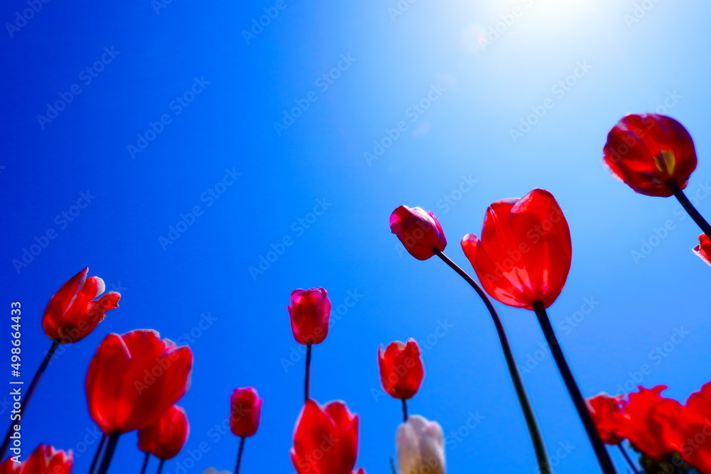 Obraz premium チューリップが青空に映える、春らんまんの風景