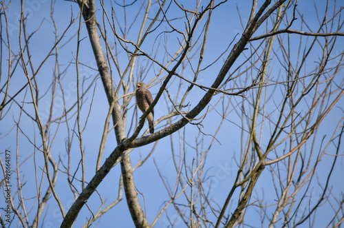 Photos Rupornis magnirostris  gavilán pollero