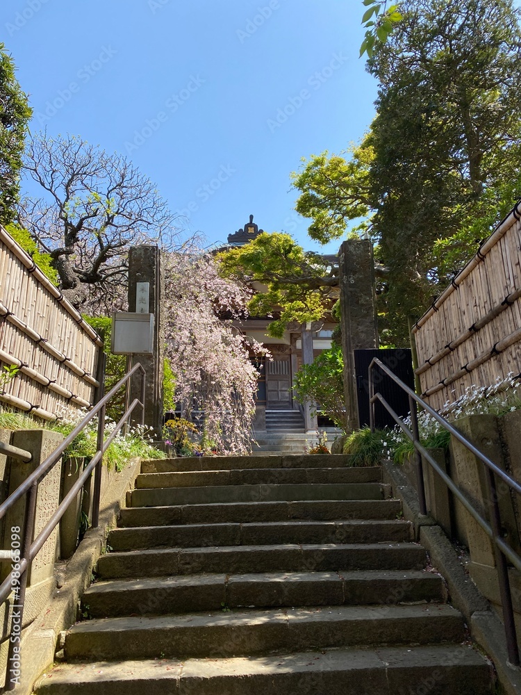 stairs leading to beautiful sakura blossom in front of a temple house, Japanese ancient architectural scene, spring 2022, Chiba prefecture, Japan