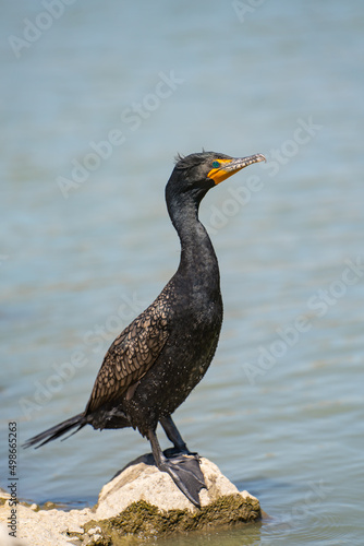 A Double-crested Cormorant is standing on a rock near the lake.