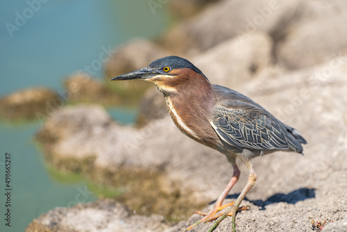 Green heron (Butorides striatus) stands on the shore of the lake.
