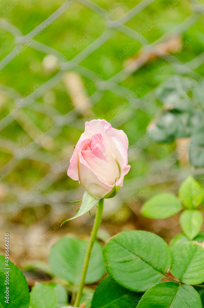 Pink Rose Bud Unfolding