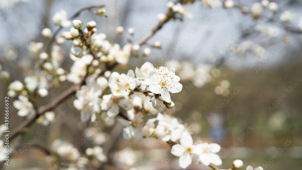 Blossoming branch of an apple tree. Petals and stamens of a flower close-up