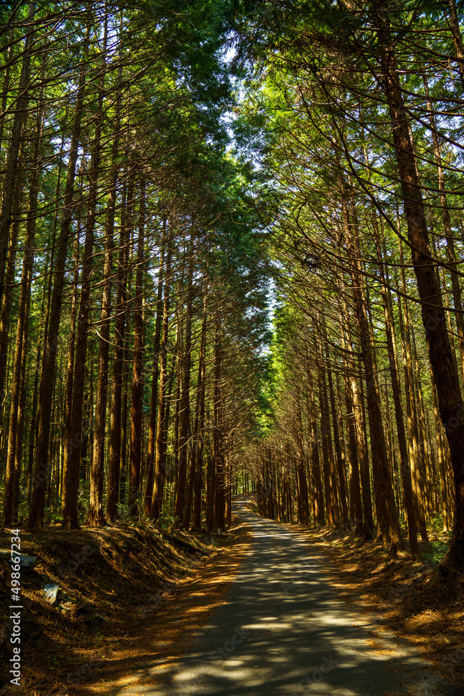 Obraz premium 静まり返った杉林