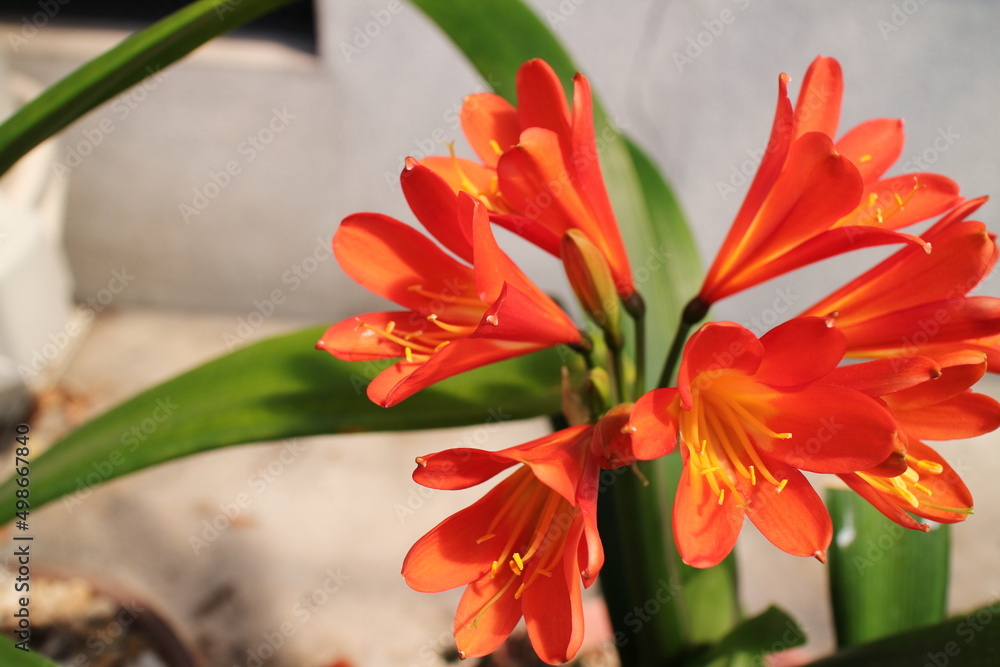 Obraz premium 開花した綺麗な君子蘭の花