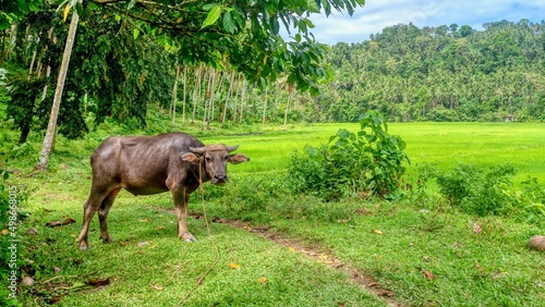 A young male carabao (Bubalus bubalis), a type of water buffalo native to the Philippines, standing near a large rice paddy, with coconut palm trees in the background, on Mindoro Island. photo