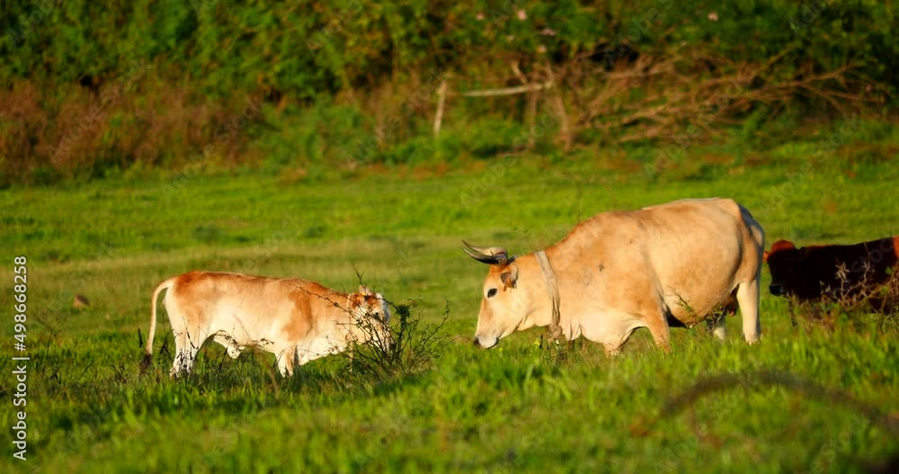 Baby cow playing with mother. Calf jumping around mother. Mother being playful with her babe. Green pasture in the background. Baby cow playing with mother. Calf jumping around mother. Mother being playful with her babe. Green pasture in the background.