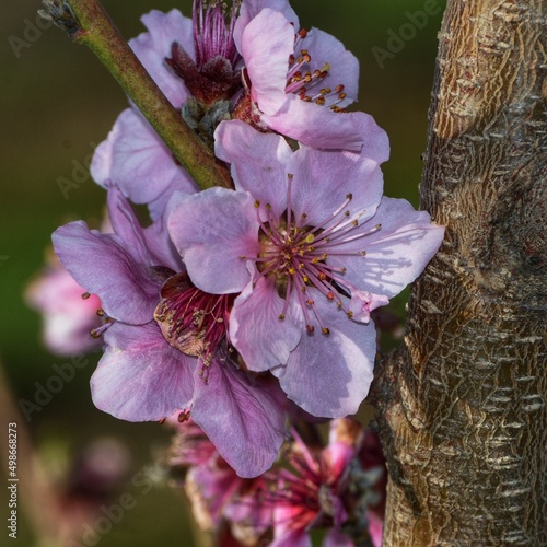pink peach flower close-up 