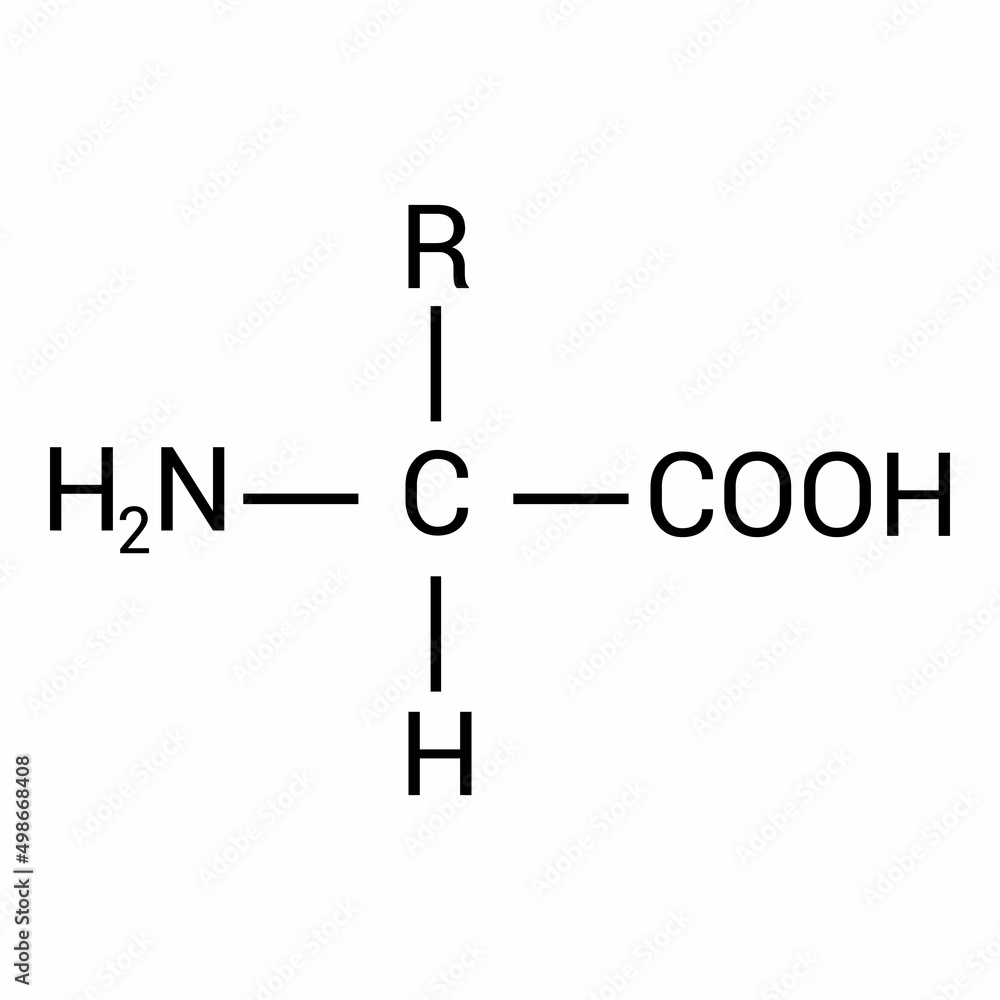 the general structure of an amino acid the general structure of an amino acid