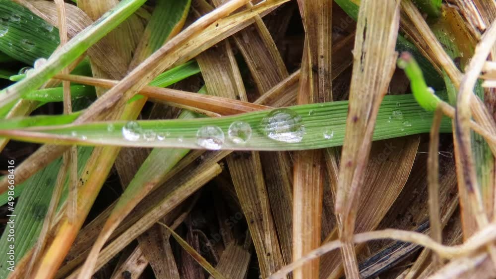 Droplets of water morning dew on grass with wind blowing - macro close up of blades of grass during early spring after rain shower with drops of water dewdrop sitting on leaf Droplets of water morning dew on grass with wind blowing - macro close up of blades of grass during early spring after rain shower with drops of water dewdrop sitting on leaf