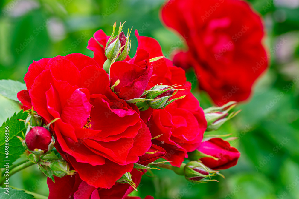 bright red blooming roses on summer day. selective focus. macro view. bright red blooming roses on summer day. selective focus. macro view.