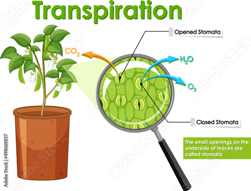 Diagram showing transpiration in plant
