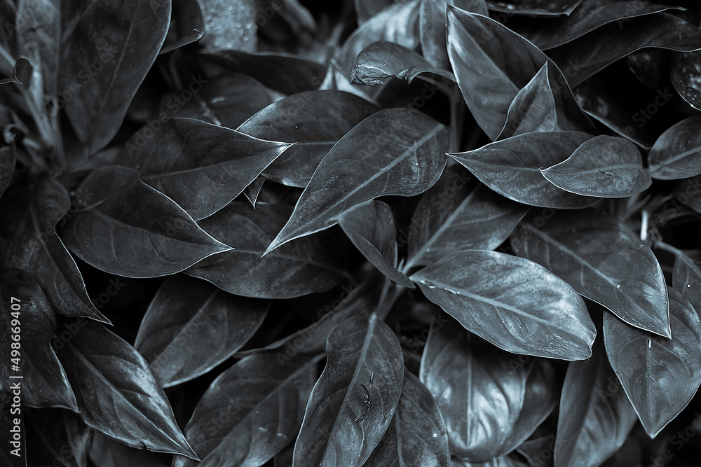 close up of black and white leafs close up of black and white leafs