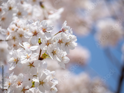 日本の桜です
