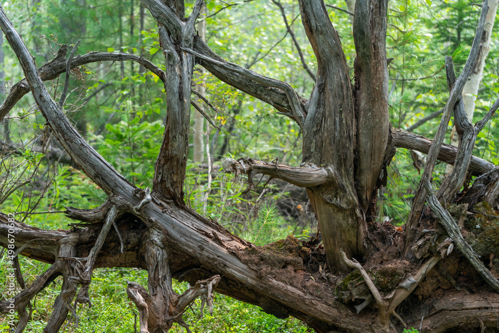 gnarled branches and roots of an upturned tree gnarled branches and roots of an upturned tree