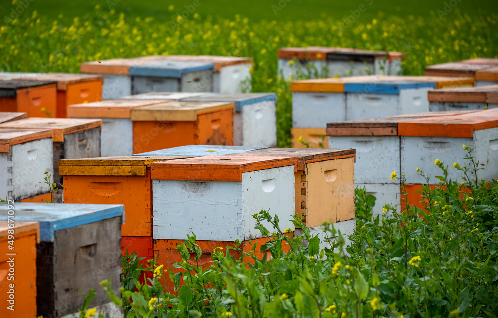 Orange and white wooden beehives are stacked in a field of mustard just beginning to bloom on an Oregon farm. Orange and white wooden beehives are stacked in a field of mustard just beginning to bloom on an Oregon farm.