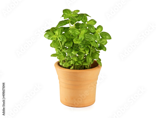 fresh aromatic basil plant in terracotta pot isolated on white background, mediterranean spice plant for home