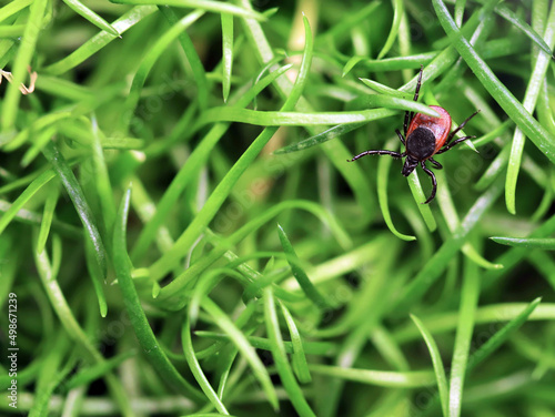 Deer tick or Ixodes scapularis crawling on green grass, top view, dangerous parasit can be carrier of viruses and bacteria and other diseases