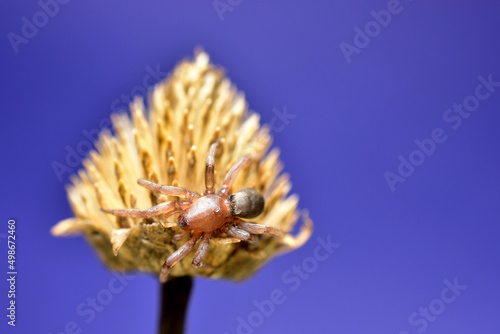 Spider living in houses on a plant. photo