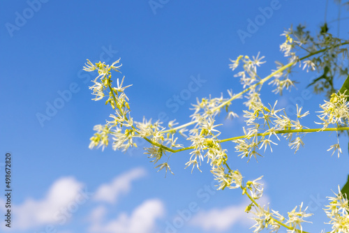Delicate inflorescence of white light flowers of Echinocystis lobata against a blue sky