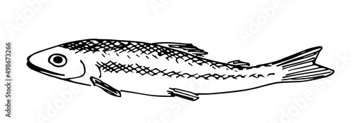 Simple black outline vector drawing. European smelt fish. Seafood. Sketch in ink.