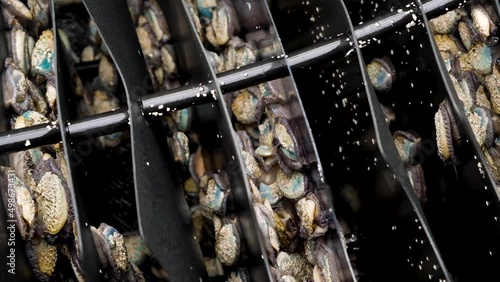 South African abalone moving around in basket, close-up shot; aquaculture photo