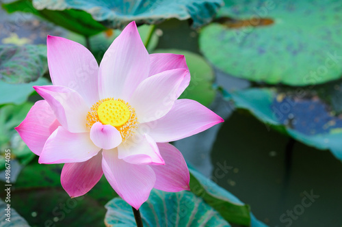 A Huge Pink Lotus