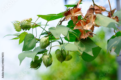 Levant Cotton (Gossypium herbaceum) photo