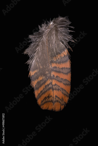 Photo woodcock feather on a black background, coloring natural woodcock plumage